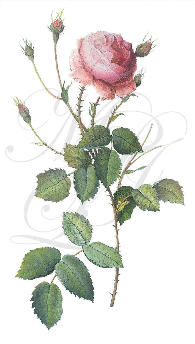 2fiore_rosa_2014