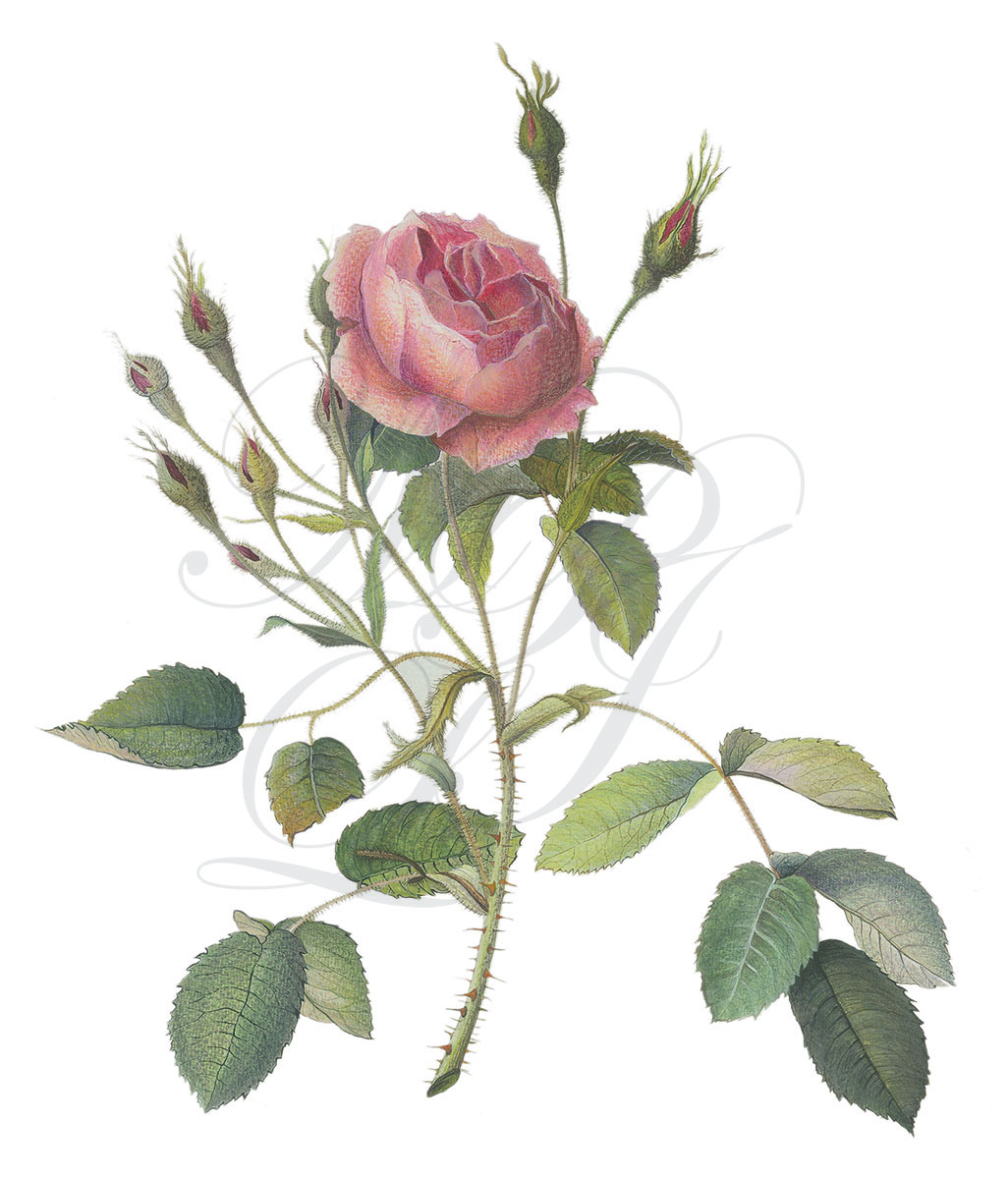 fiore_rosa_2014